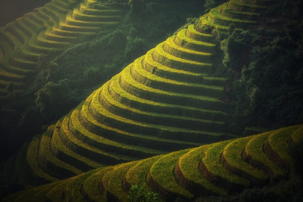 agriculture, vietnam, rice plantation